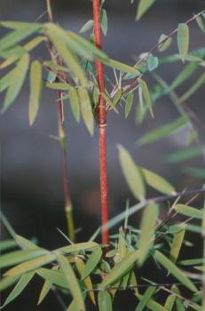Fargesia species jiuzhaigou 1 halm