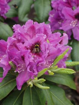 Rhododendron bluete